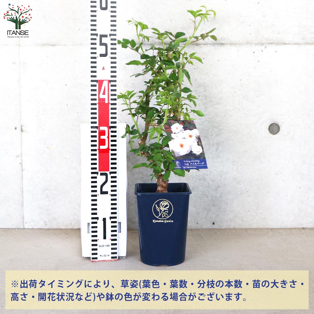 つる薔薇 アイスバーグ【花苗 5号角鉢新苗／1個売り】｜ 【植物