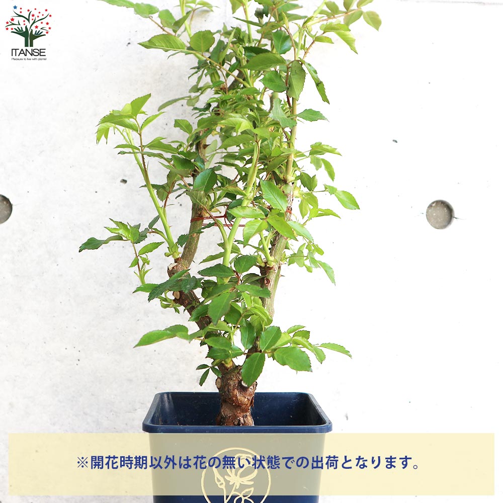 つる薔薇 アイスバーグ【花苗 5号角鉢新苗／1個売り】｜ 【植物の