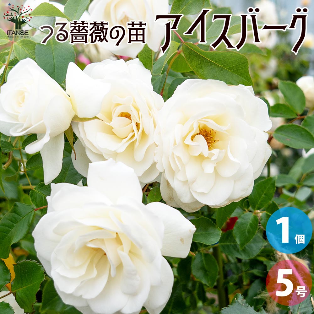 １１１つるアイスバーグ 抜き苗 111つるアイスバーグ 抜き苗 2025年最新】つるアイスバーグの人気