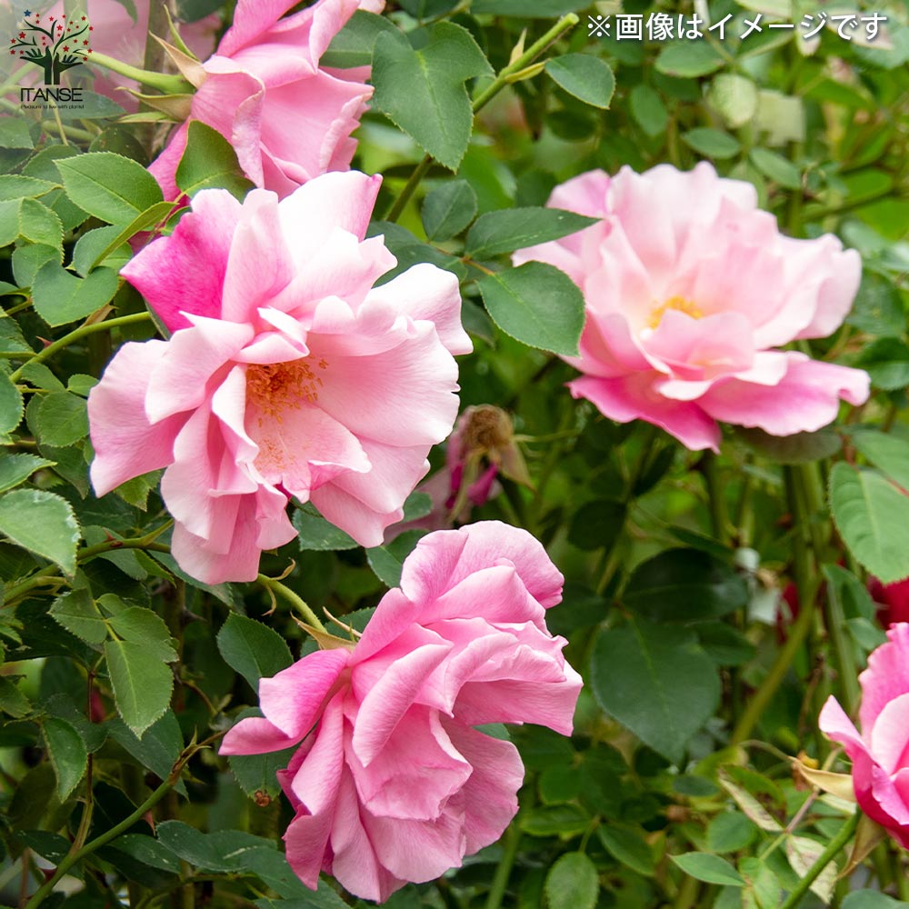 つる薔薇 スパニッシュビューティー【花苗 5号角鉢新苗／1個売り