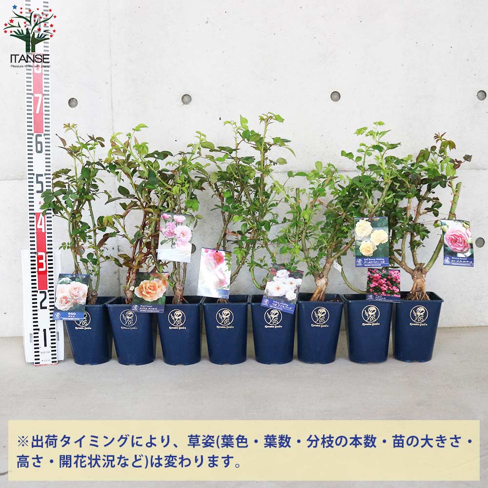 薔薇苗　薔薇　バラ　つるバラ　15苗セット つる薔薇 名花8品種 各1個セット【花苗 5号角鉢新苗／お買い得8個