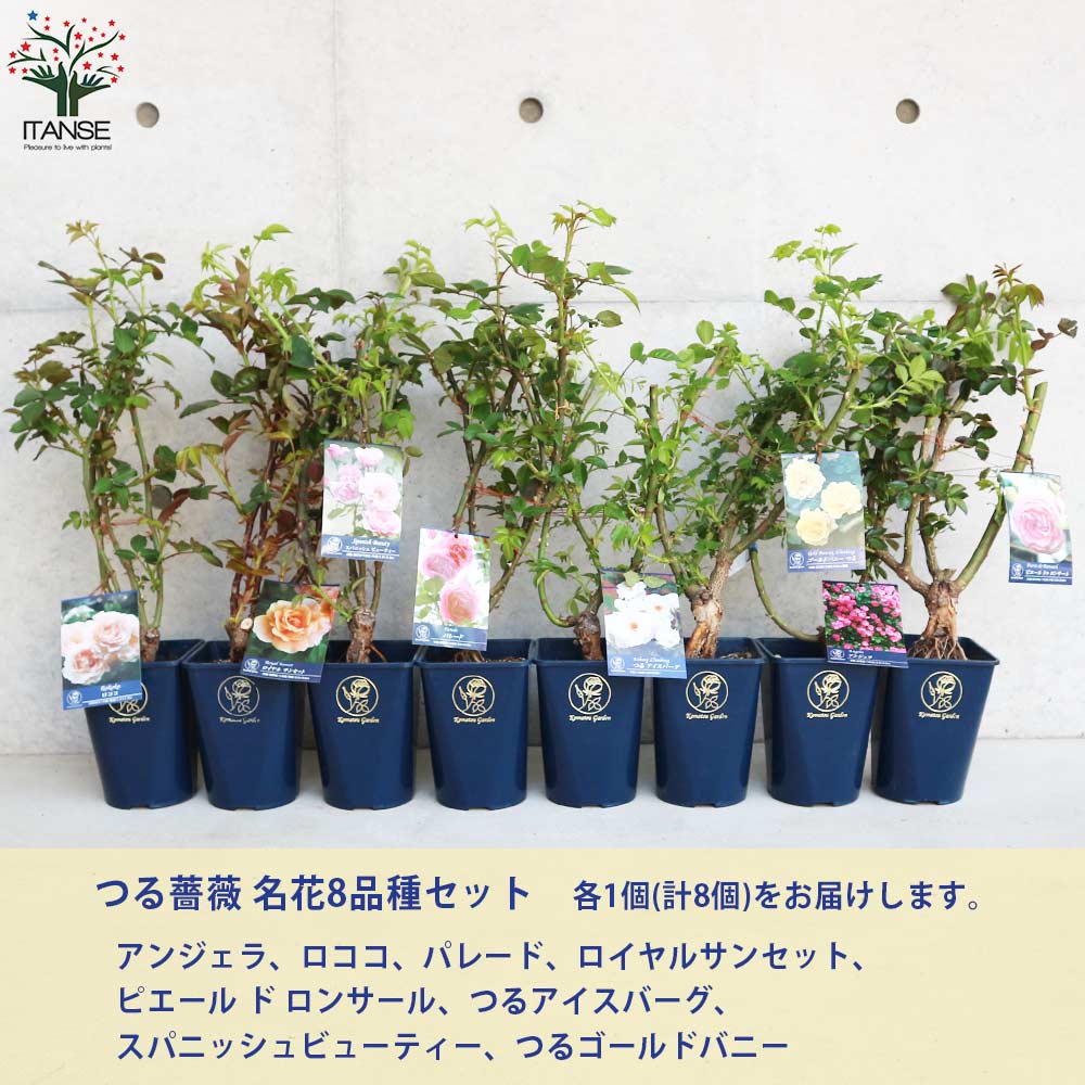 つる薔薇 名花8品種 各1個セット【花苗 5号角鉢新苗／お買い得8個