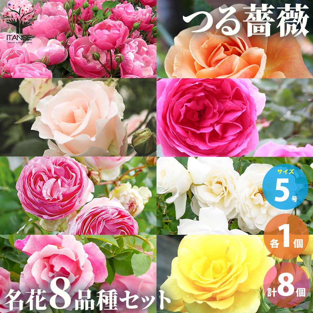 つる薔薇 名花8品種 各1個セット【花苗 5号角鉢新苗／お買い得8