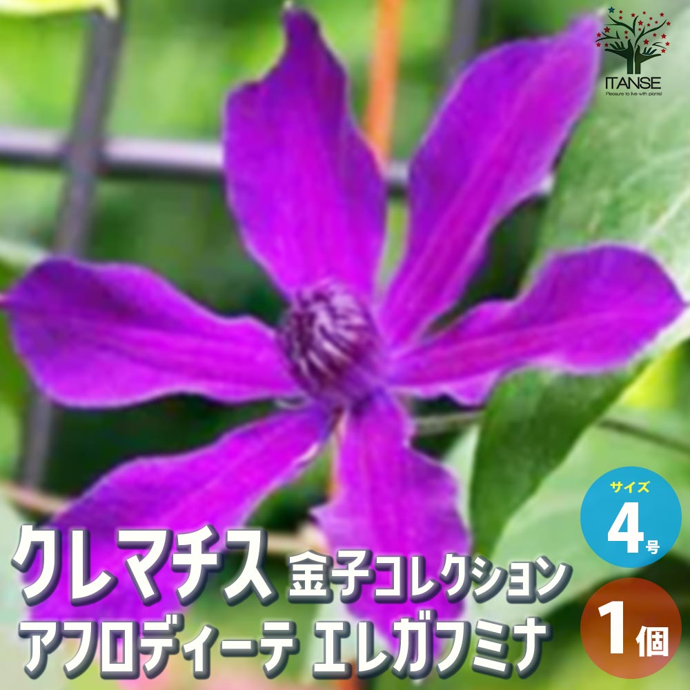クレマチス 金子コレクション・アフロディーテ エレガフミナ【花苗 4号鉢／1個売り】