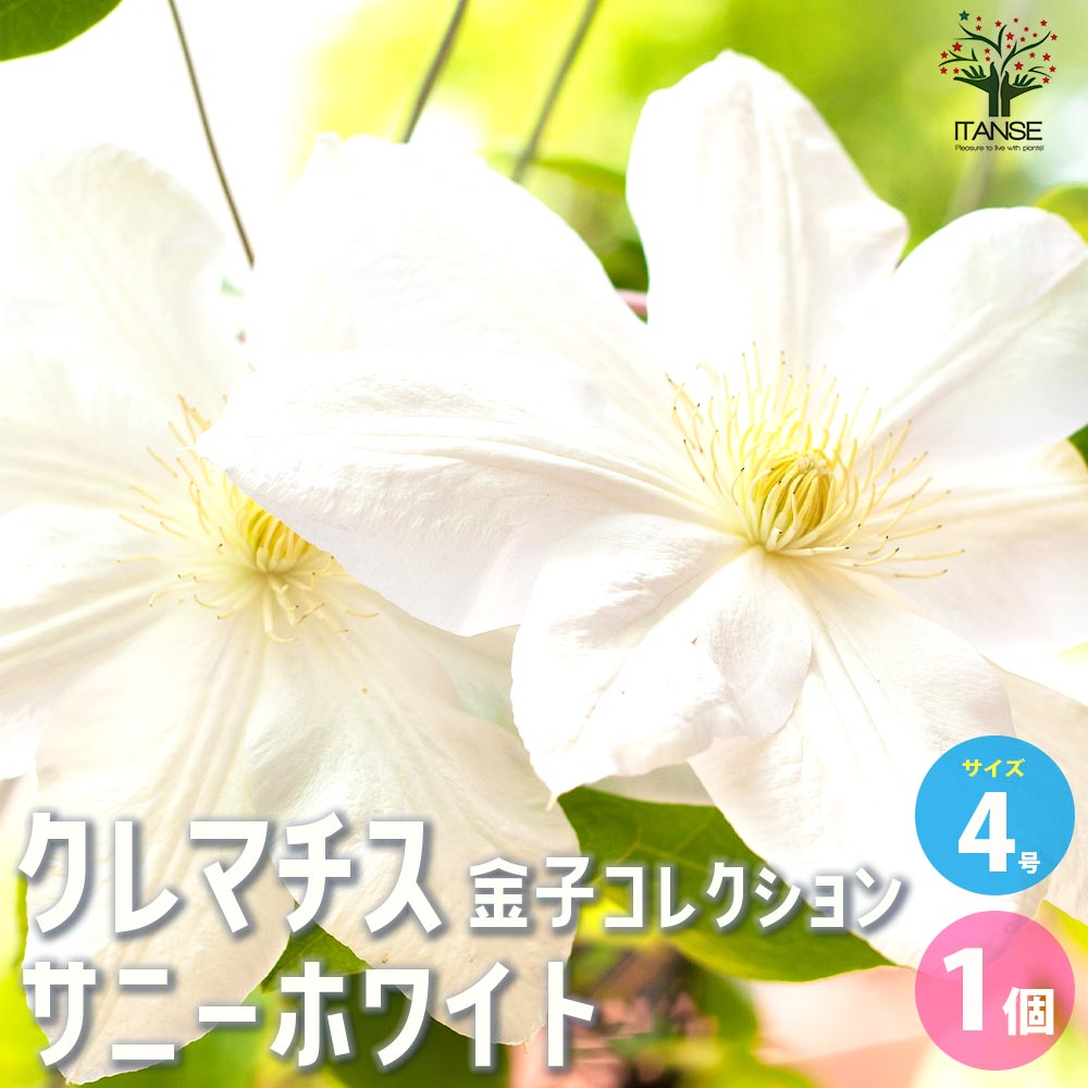 クレマチス 金子コレクション・サニーホワイト【花苗 4号鉢／1個売り】