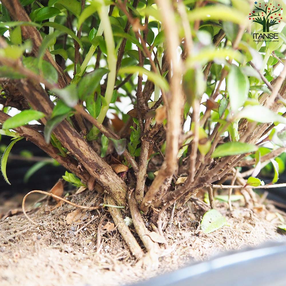 洋蘭 リンコニア グリーン系 6寸8本立ち ミルトニア 洋蘭 リンコニア 6寸 洋蘭 リンコニア グリーン系 6寸8本立ち ミルトニア 洋蘭 リンコニア 6寸