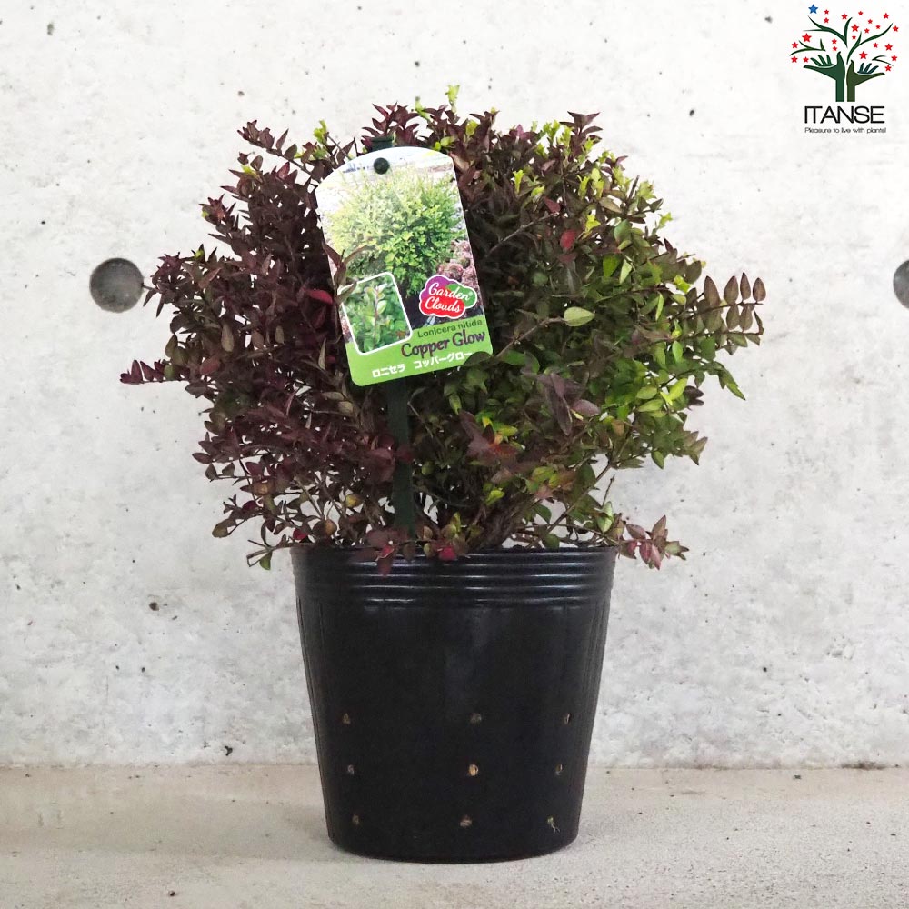 【極美苗】マジーさん苗　札付き　コロラータブランディティ×50コロラータ　希少 2025年最新】mさん苗コロラータの人気アイテム - メルカリ