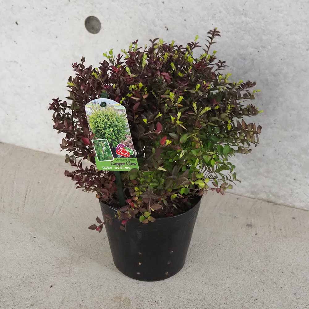 ロニセラ ニティダ ガーデンクラウド コッパーグロー【花苗 5号ポット／1個売り】