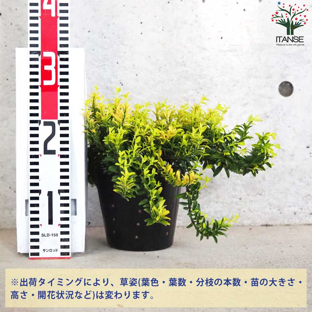 Amazon.co.jp: 【10本 セット】 生垣 オウゴンマサキ (黄金