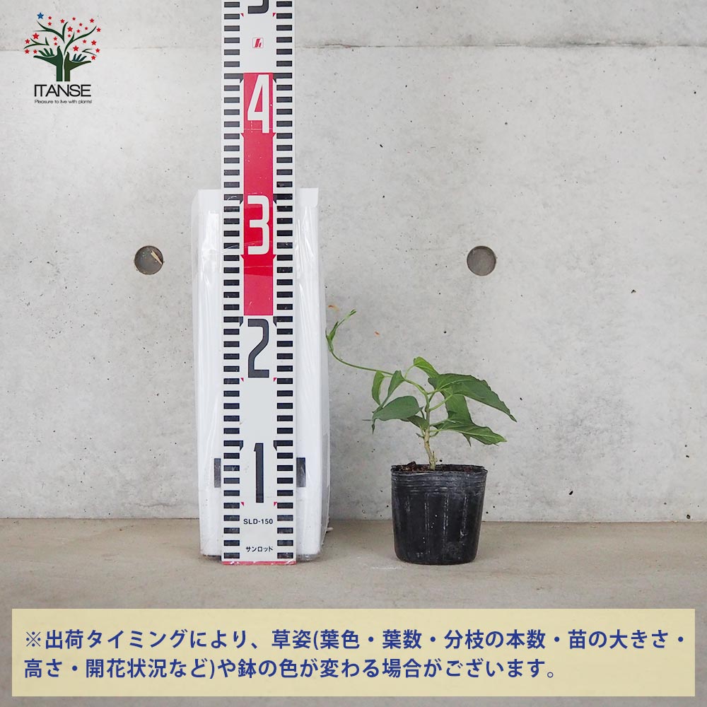 イエライシャン【花苗 9cmポット／1個売り】｜ 【植物のITANSE