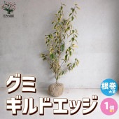 斑入りグミ ギルトエッジ【庭木 根巻大鉢／1個売り】|植木・花木
