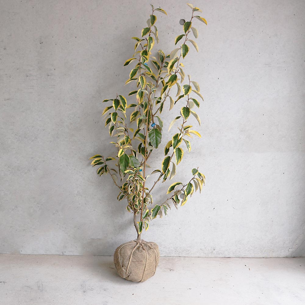 斑入りグミ ギルトエッジ【庭木 根巻大鉢／1個売り】｜ 【植物の