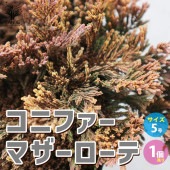 コニファー マザーローテ【庭木 5号鉢／1個売り】|植木・花木