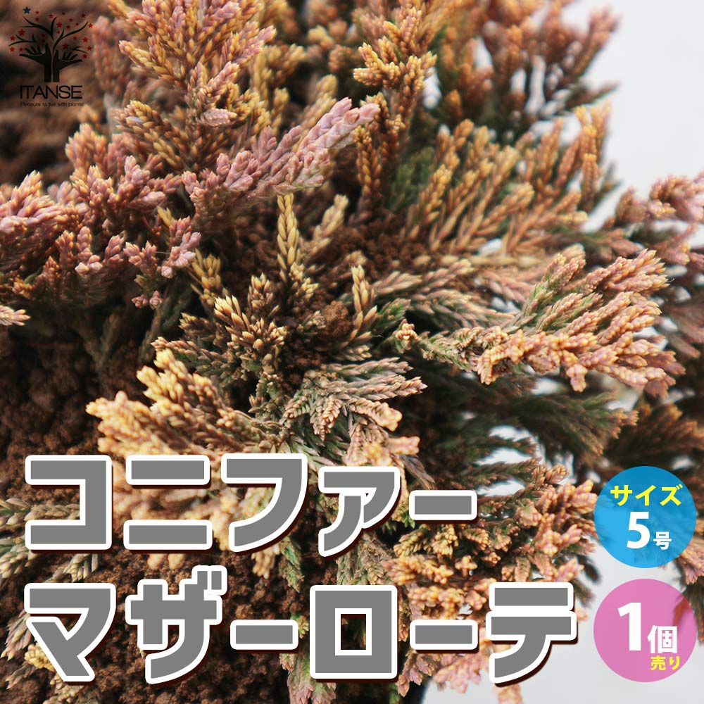 コニファー マザーローテ【庭木 5号鉢／1個売り】