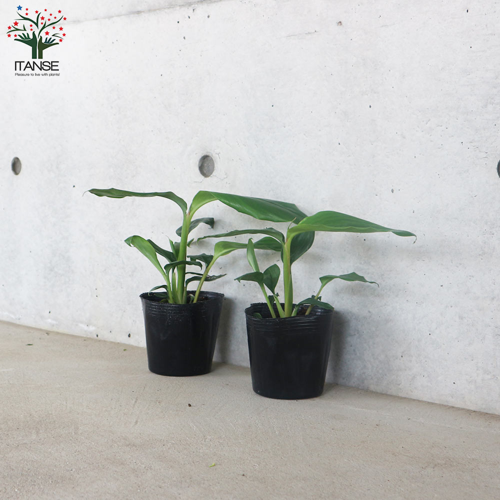 月桃　観葉植物 160センチ程度 s-084_1-19-1.jpg