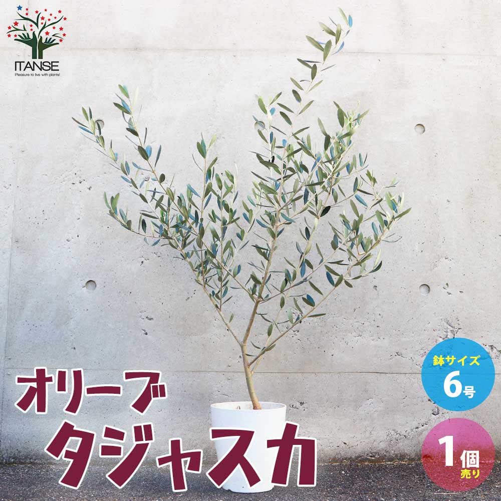 オリーブの苗木 品種：タジャスカ【果樹の苗木 6号白テーパード鉢 M