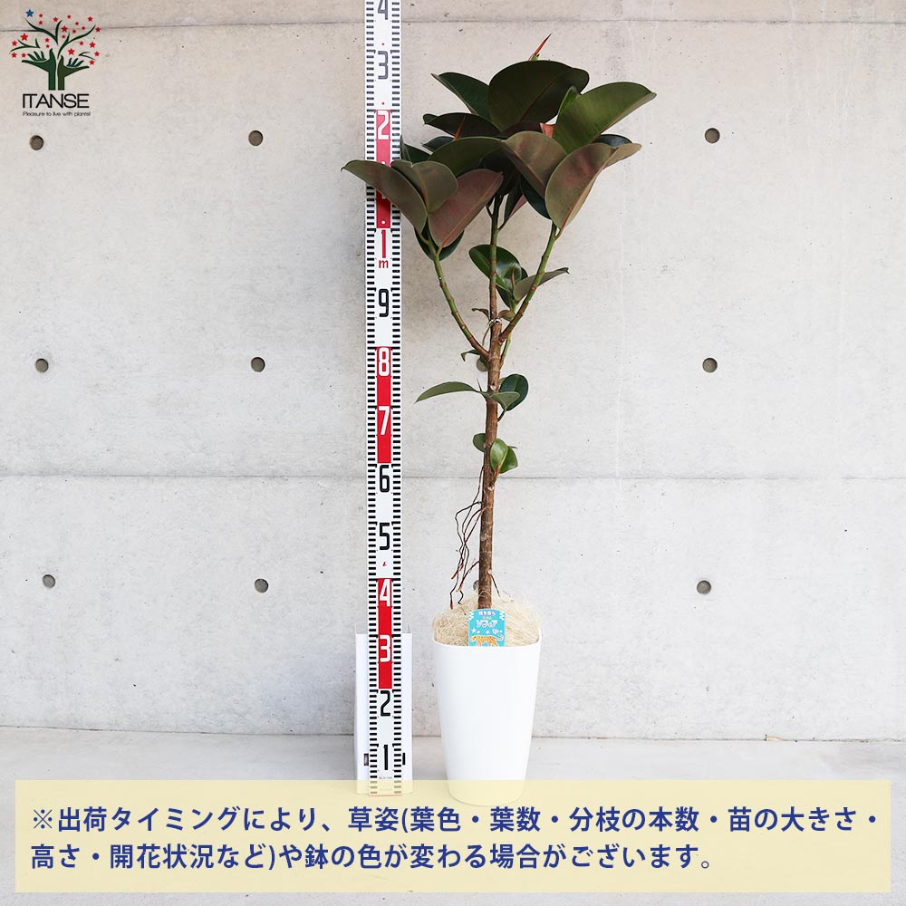 フィカス エラスティカ・ソフィア(ゴムの木の仲間)【観葉植物 8