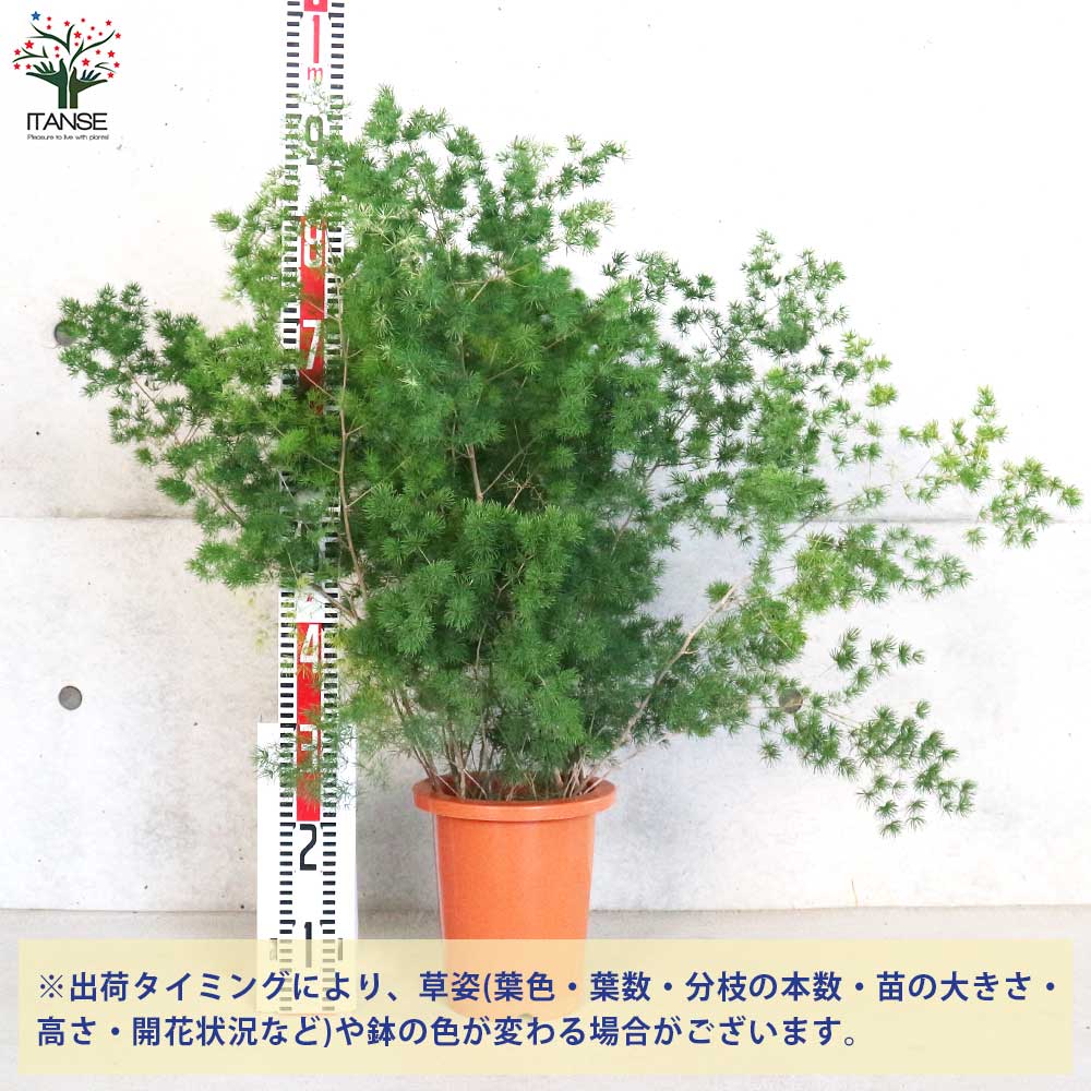 『satumaimo827』様ご確認用アスパラ苗 satumaimo827』様ご確認用アスパラ苗