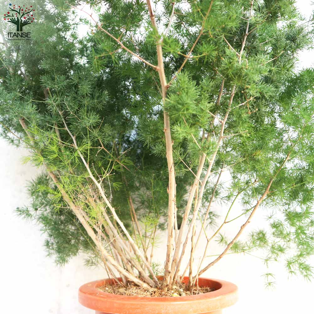 アスパラガス ミリオグラタス【観葉植物 7号鉢／1個売り】｜ 【植物の