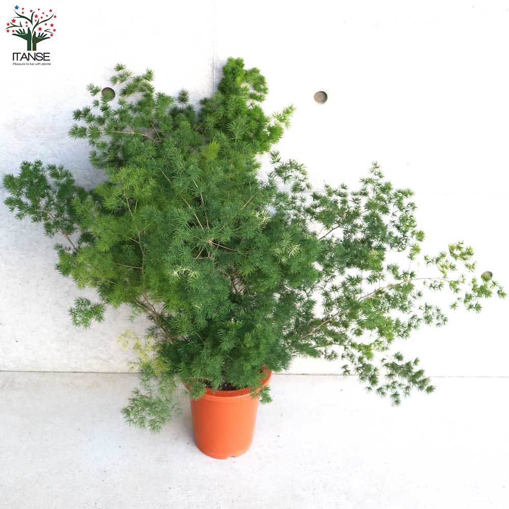 アスパラガス ミリオグラタス【観葉植物 7号鉢／1個売り】｜ 【植物の