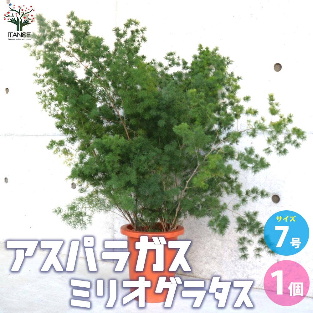 アスパラガス ミリオグラタス【観葉植物 7号鉢／1個売り】