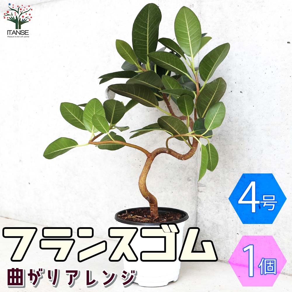 フランスゴム 曲がり仕立て【観葉植物 4号ポット／1個売り】