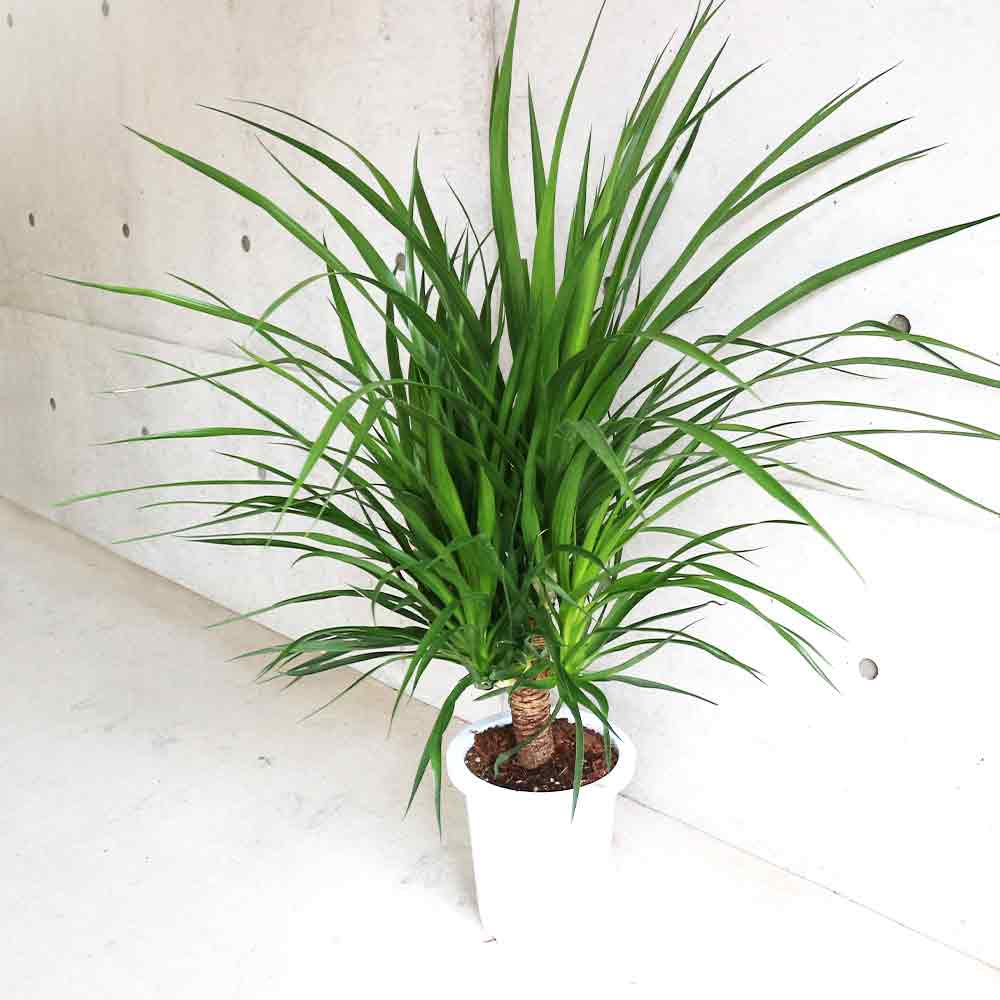 ドラセナ カンボジアーナ【観葉植物 8号鉢／1個売り】