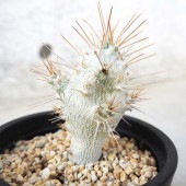 パキポディウム サンデルシー (白馬城)【観葉植物 3.5号ポット／1個売り】|観葉植物