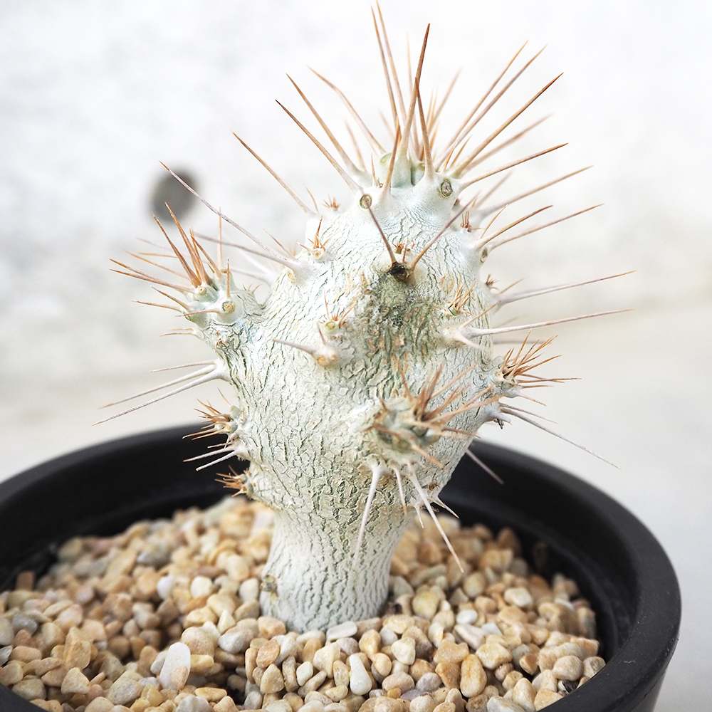 パキポディウム サンデルシー (白馬城)【観葉植物 3.5号ポット