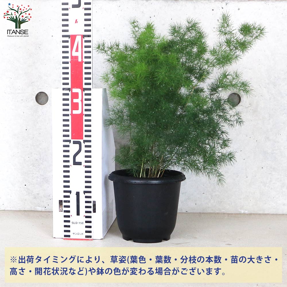アスパラガス ミリオグラタス【観葉植物 5号鉢／1個売り】｜ 【植物の