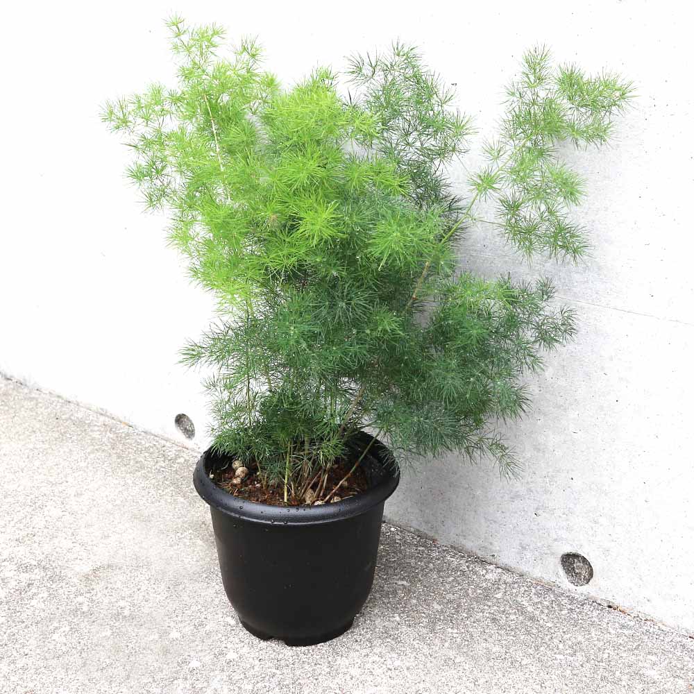 アスパラガス ミリオグラタス【観葉植物 5号鉢／1個売り】
