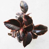 フィカス ルビー 曲がり仕立て【観葉植物 4号／1個売り】|観葉植物