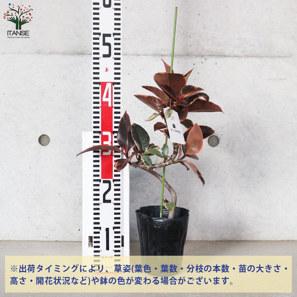 フィカス ルビー 曲がり仕立て【観葉植物 4号／1個売り】｜ 【植物の