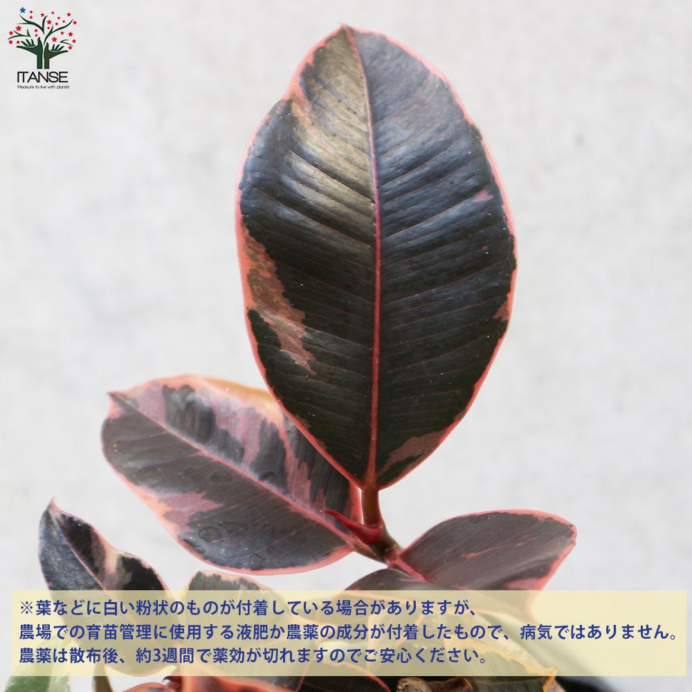 フィカス ルビー 曲がり仕立て【観葉植物 4号／1個売り