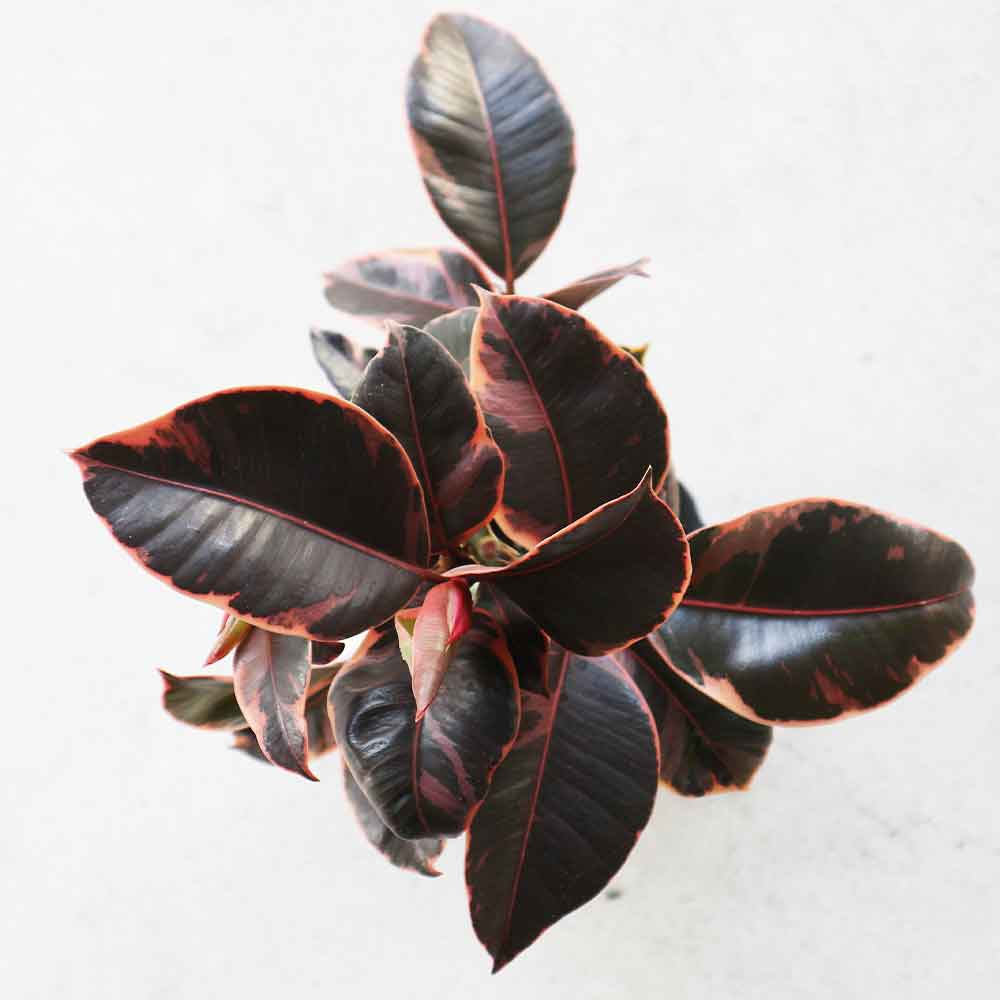 フィカス ルビー 曲がり仕立て【観葉植物 4号／1個売り】