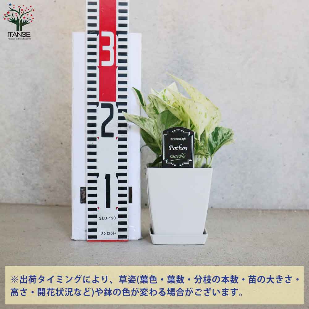 ポトス マーブルクイーン【観葉植物 角鉢4号／1個売り】｜ 【植物の