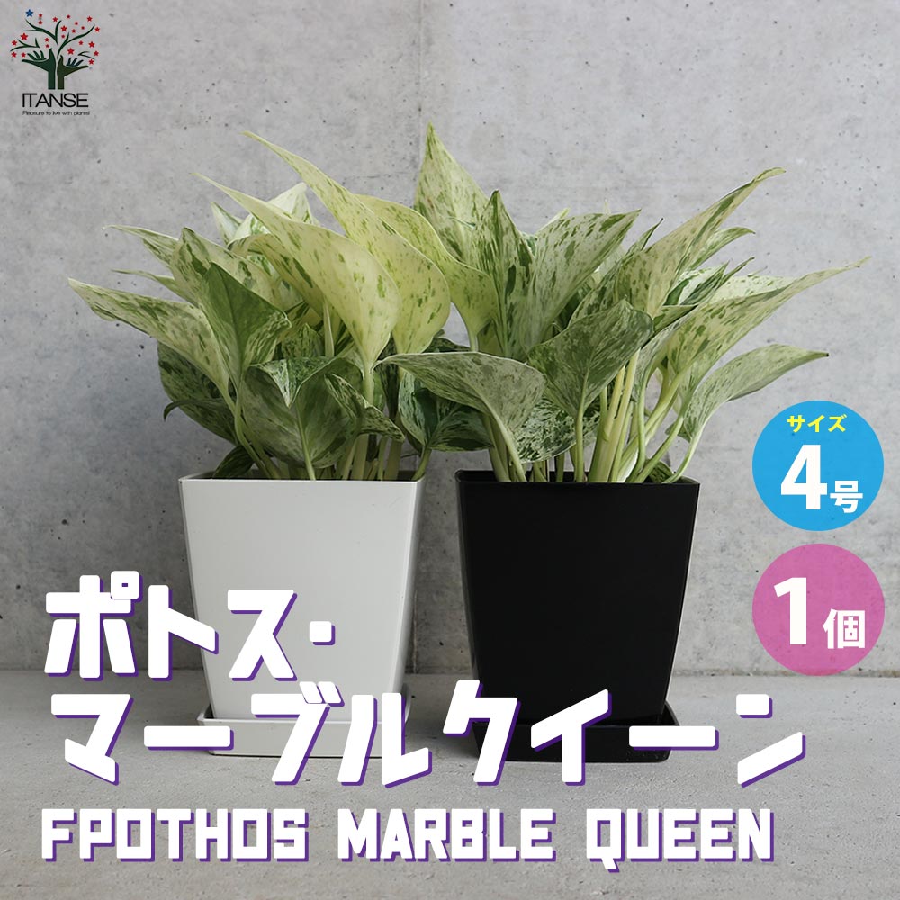 ポトス マーブルクイーン【観葉植物 角鉢4号／1個売り】