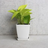 ポトス ライム【観葉植物 角鉢4号／1個売り】|観葉植物
