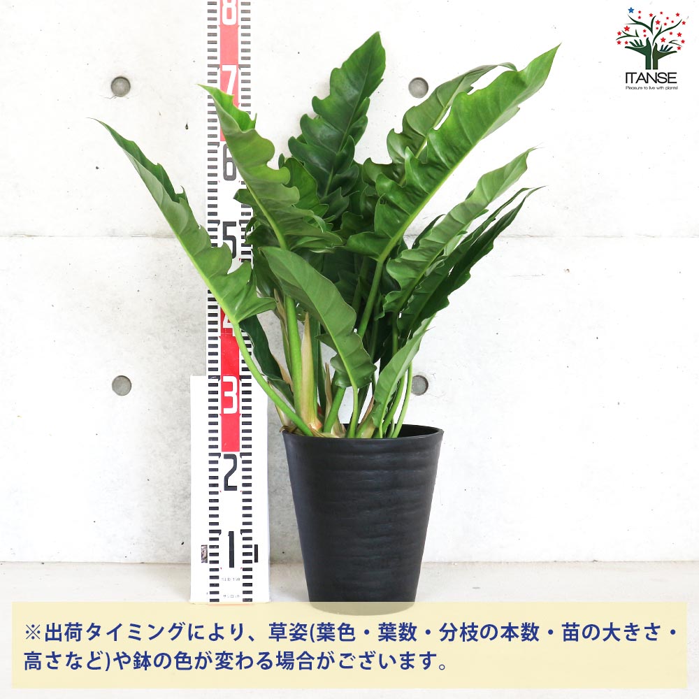 追加商品画像