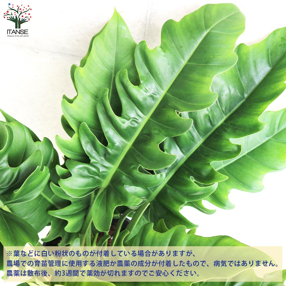追加商品画像