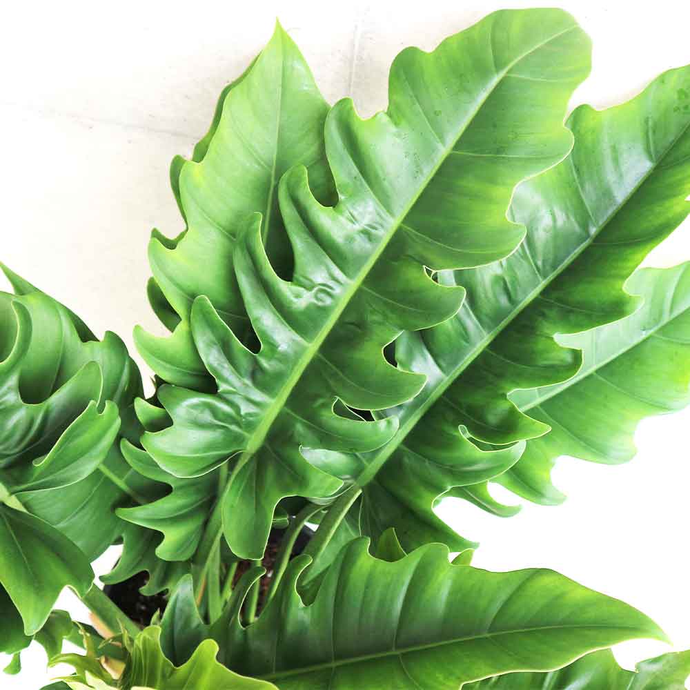 フィロデンドロン ナロー【観葉植物 7号鉢／1個売り】