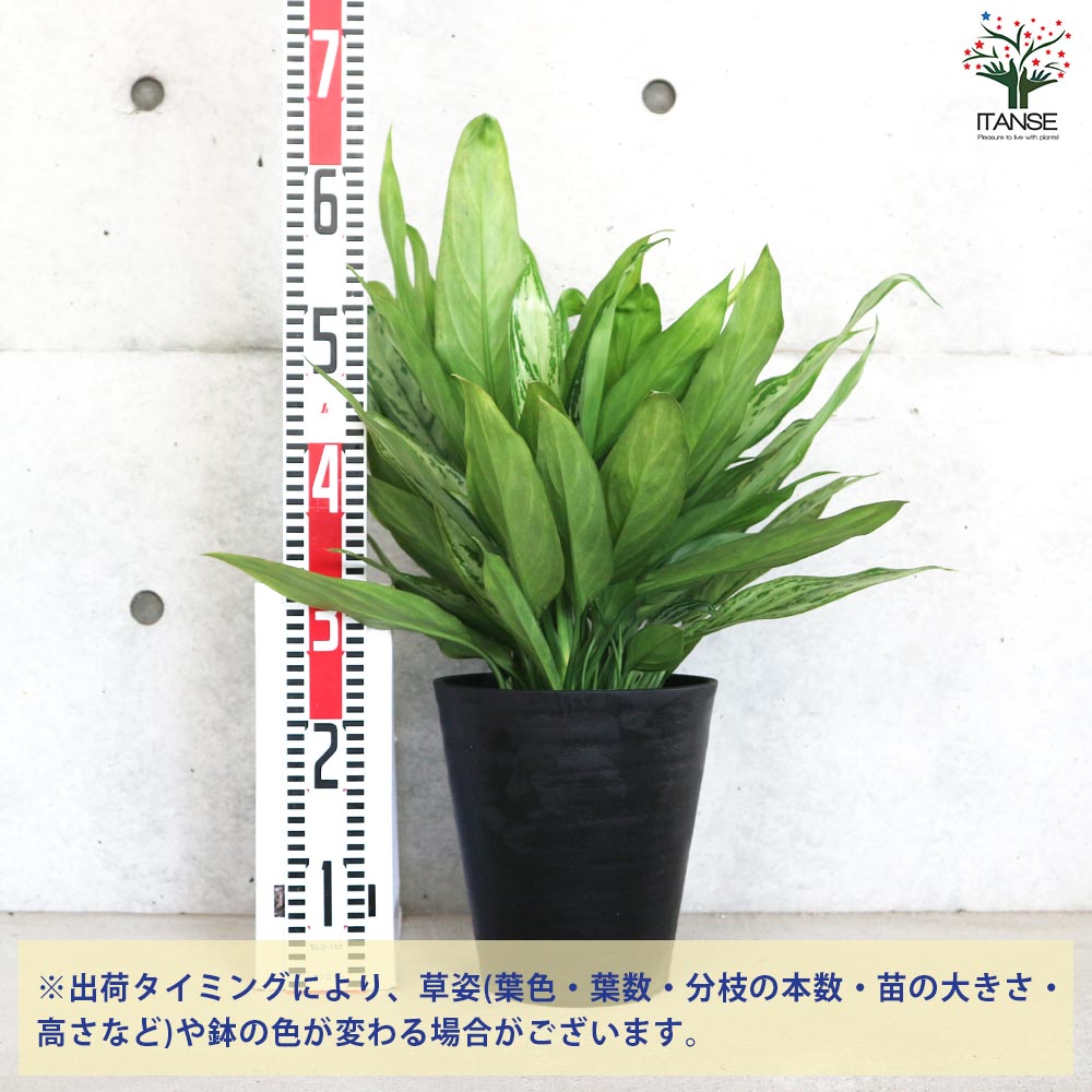 アグラオネマ シルバークイーン【観葉植物 7号鉢／1個売り】｜ 【植物