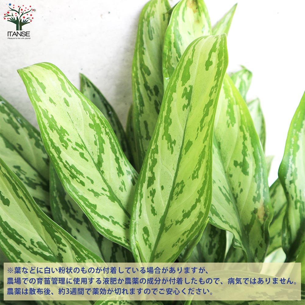 アグラオネマ シルバークイーン【観葉植物 7号鉢／1個売り】｜ 【植物