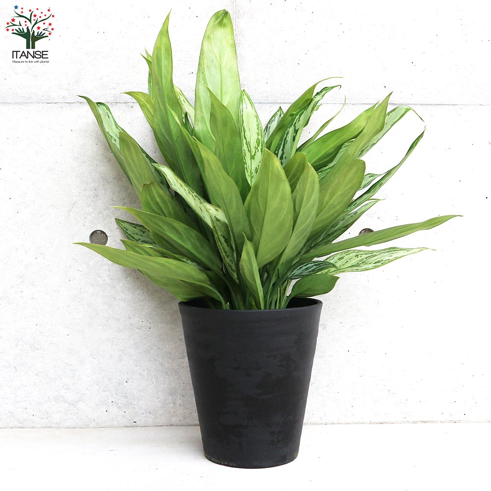 アグラオネマ シルバークイーン【観葉植物 7号鉢／1個売り】｜ 【植物