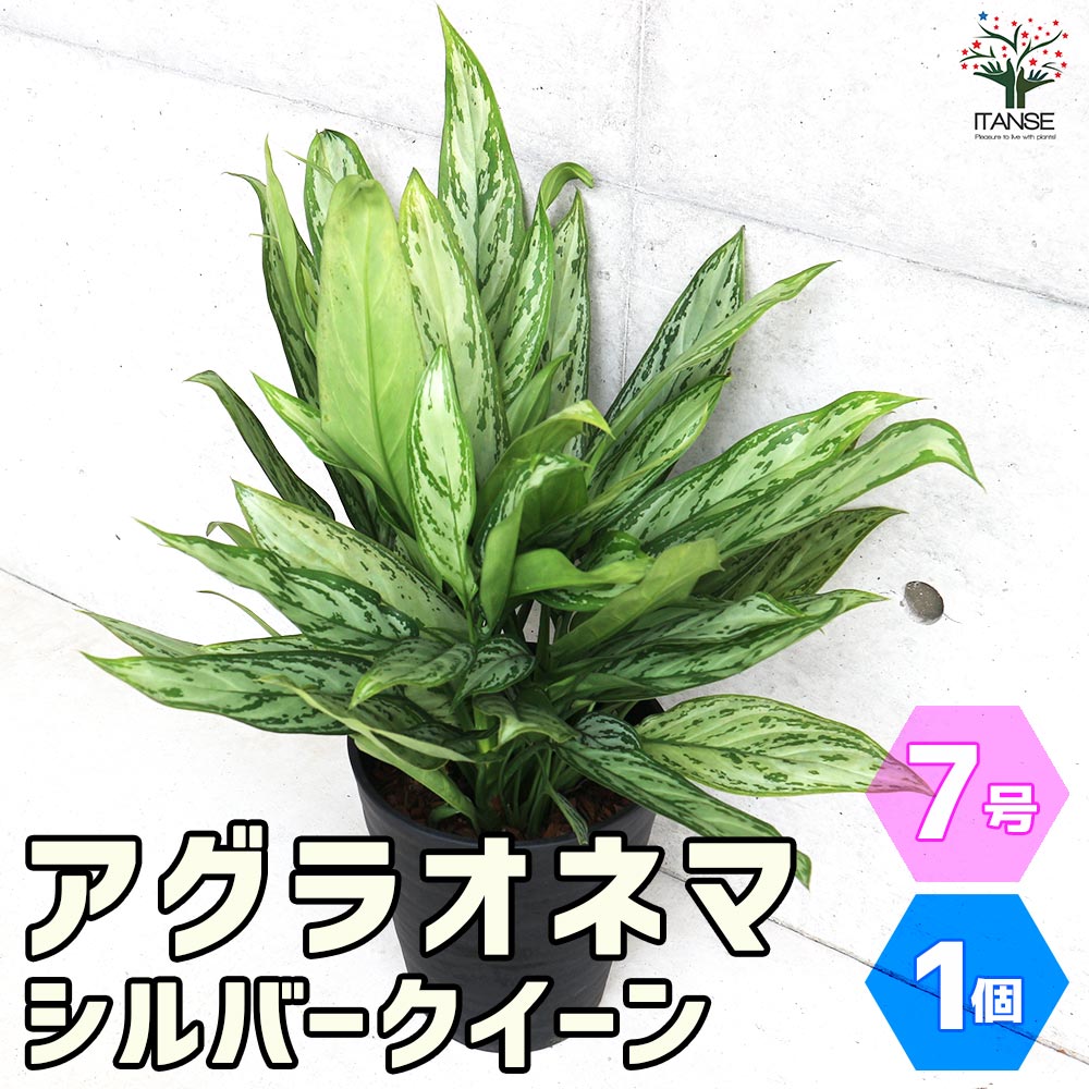 アグラオネマ シルバークイーン【観葉植物 7号鉢／1個売り】