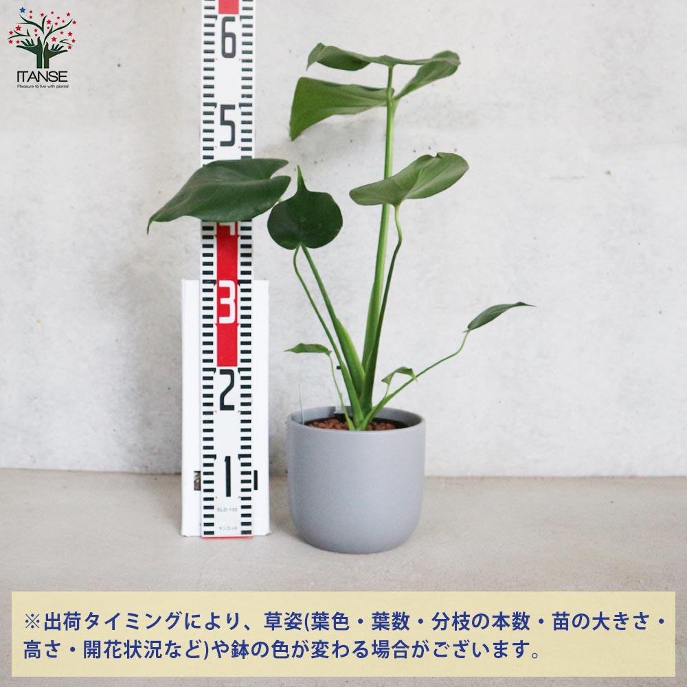 モンステラ 水位計付 水耕栽培二重鉢仕様【観葉植物 5号鉢／1個売り
