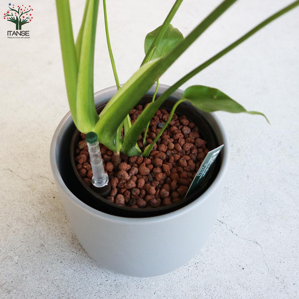 モンステラ 水位計付 水耕栽培二重鉢仕様【観葉植物 5号鉢／1個売り