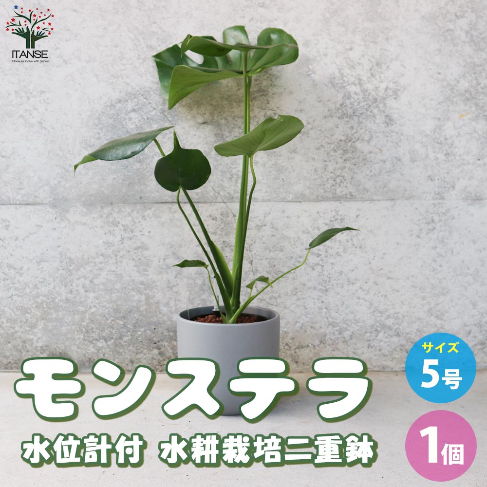 モンステラ 水位計付 水耕栽培二重鉢仕様【観葉植物 5号鉢／1個売り】