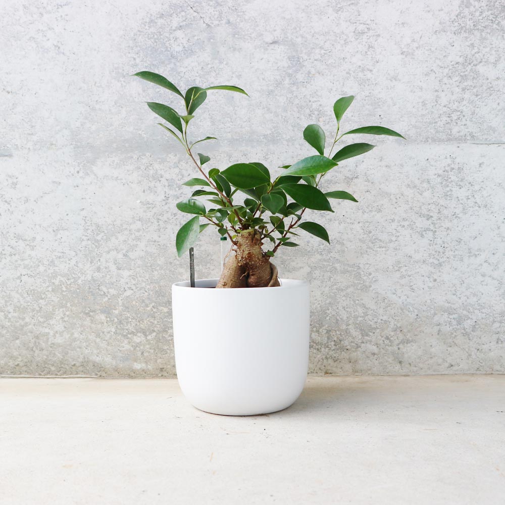 ガジュマル 水位計付 水耕栽培二重鉢仕様【観葉植物 5号鉢／1個売り】