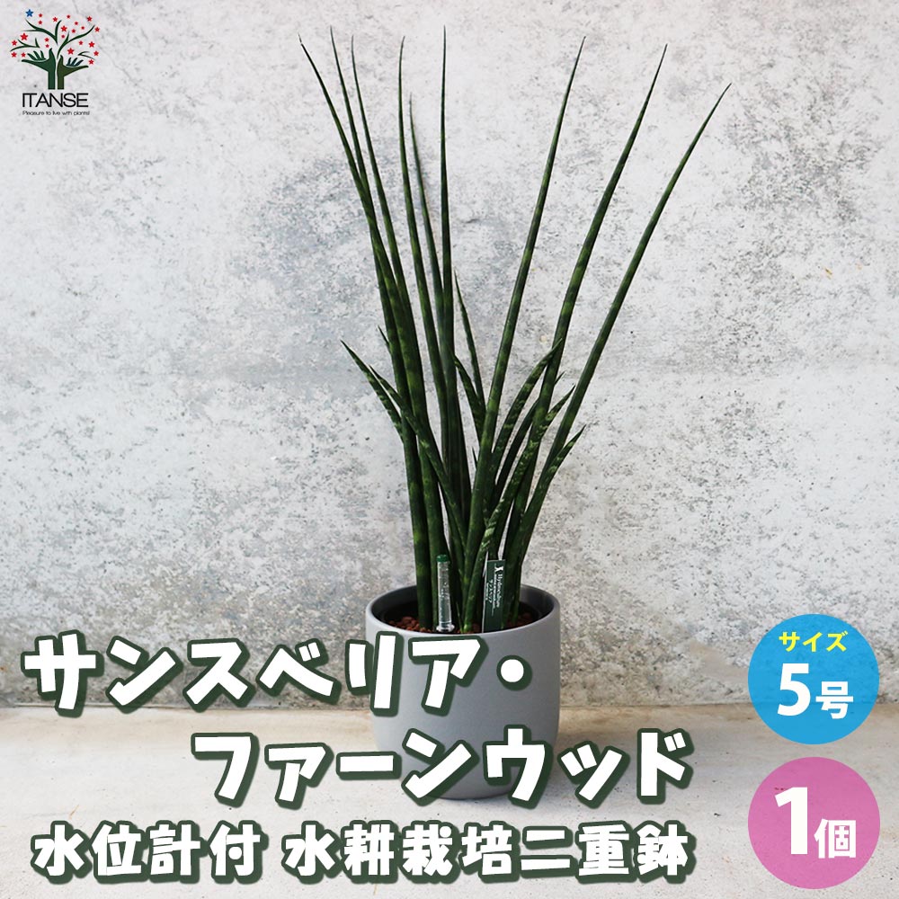 サンスベリア ファーンウッド 水位計付 水耕栽培二重鉢仕様【観葉植物 5号鉢／1個売り】